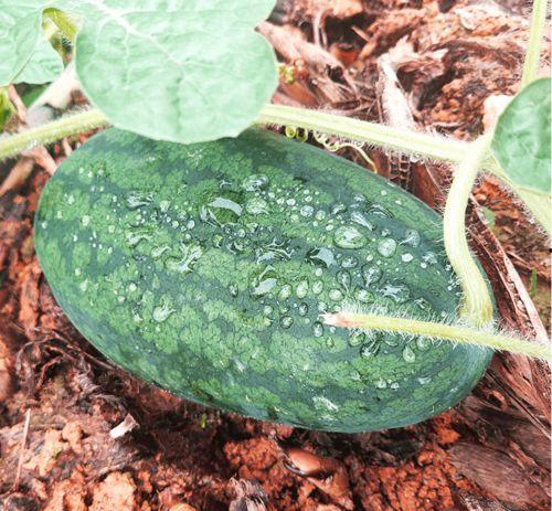 莆田秀屿吃瓜,夏日吃瓜盛宴，品味地方特色生活