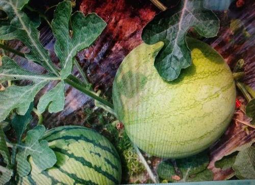 暗信秋山吃瓜,揭秘娱乐圈背后的吃瓜真相