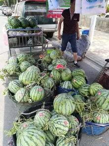 邢台永康吃瓜事件,一场网络热议背后的真相与反思