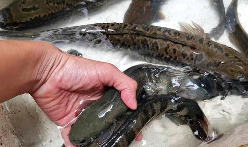 瓜哥吃瓜奇怪的鱼图片高清,揭秘高清奇鱼之谜