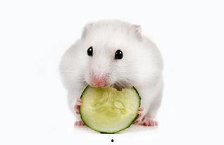仓鼠可以吃雄瓜吗,揭秘雄瓜在仓鼠食谱中的地位