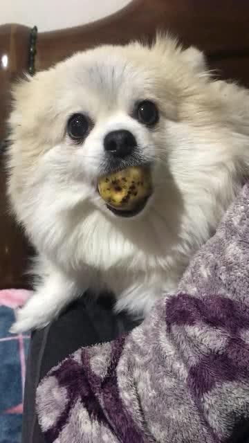 胖子吃八瓜,探寻美食与健康的完美融合