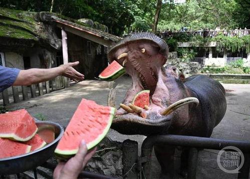 重庆动物园吃瓜,吃瓜群众见证动物界的“美食盛宴”