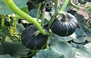 吃小瓜不消化,告别不适困扰