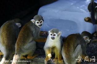 吃瓜几人组动物,揭秘动物界的“八卦”圈