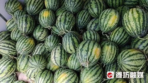 跃进街吃瓜,一场热闹非凡的吃瓜盛宴