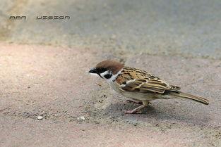 麻雀吃瓜打架的视频