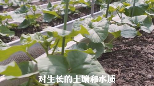 平平吃瓜,揭秘娱乐圈幕后故事