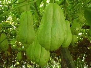 腹泻吃佛手瓜,腹泻患者的天然良方