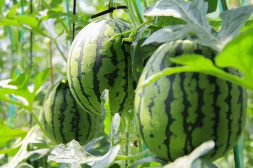 摘西瓜现场吃瓜视频,摘瓜达人现场品尝新鲜西瓜，甜蜜瞬间引网友热议