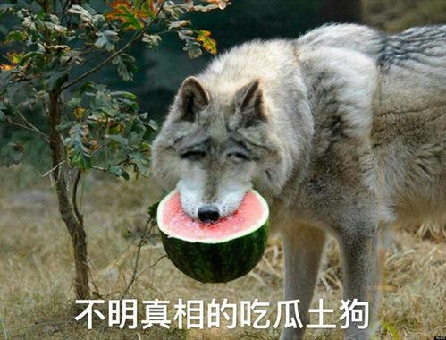 吃瓜狼乌贼公寓,吃瓜狼的神秘生活大揭秘