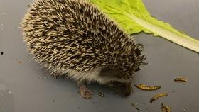 羊角刺猬瓜怎么吃,羊角刺猬瓜的独特食法揭秘