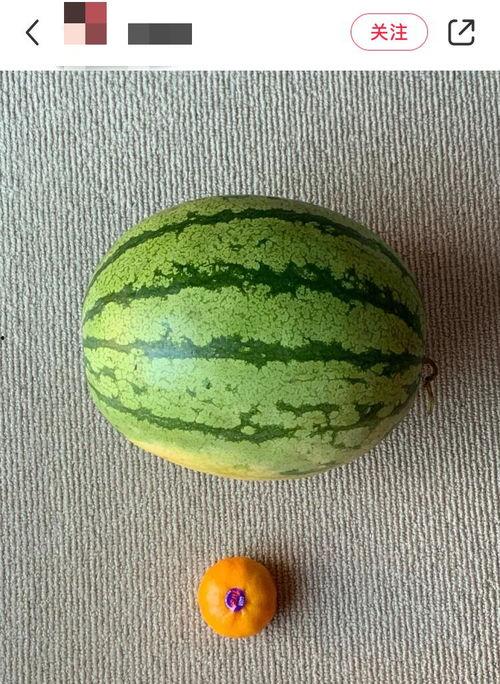 吃瓜地球人,揭秘人间百态的人生故事