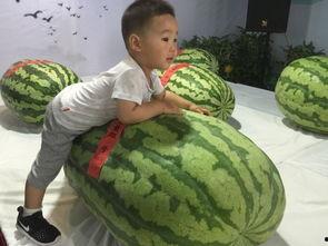 中学吃瓜事件,揭秘中学生间的神秘事件