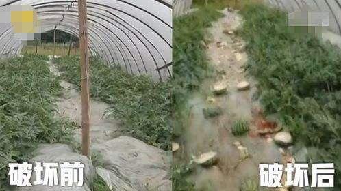 农村瓜棚吃瓜,农村瓜棚里的快乐时光