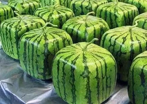 瓜可以吃的意思,探寻可食用瓜类的多样魅力