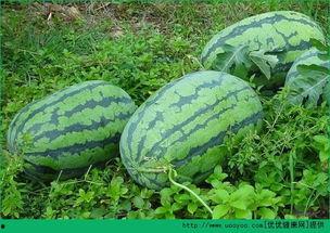 春天到了该吃瓜了,瓜果飘香——春季美食指南