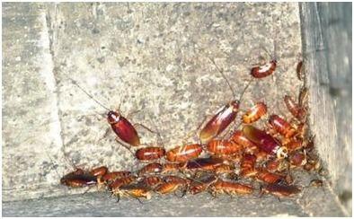 供人吃的瓜虫,探索自然馈赠的绿色佳肴