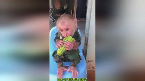 猴哥吃瓜彩礼,揭秘彩礼背后的婚恋文化现象