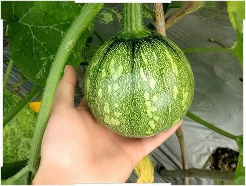 梦见小瓜吃瓜,小瓜吃瓜的奇幻之旅