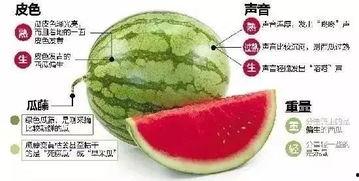 微信吃瓜教程,轻松掌握瓜圈秘籍，畅游社交海洋