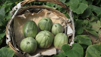 韩国阿婆吃瓜,揭秘传统农耕文化与现代生活的交融