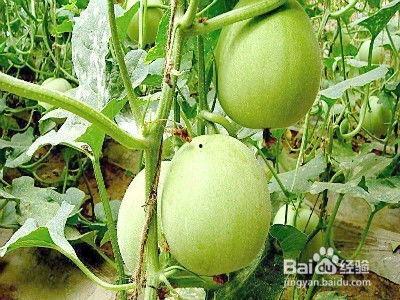 瓜加生姜怎么吃,养生美食的完美搭配