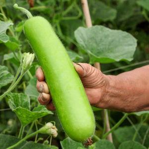 吃的瓠瓜,探寻民间佳肴的秘密