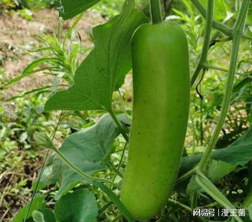 主播吃瓠子瓜,趣味横生引网友热议