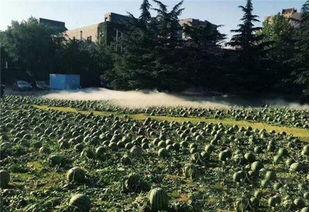 美术学院吃瓜男生