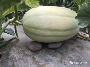 小边吃瓜,揭秘娱乐圈那些不为人知的幕后故事