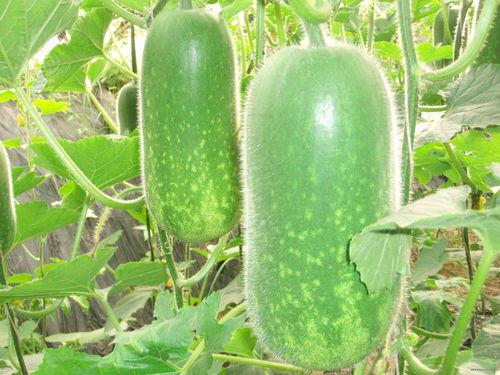 吃403的瓜,一场网络热议的幕后真相