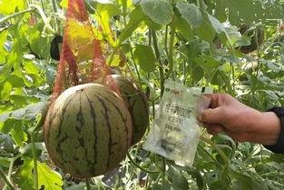 南京女销售事件吃瓜,真相与争议的漩涡