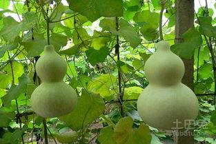 吃葫芦瓜有毒吗