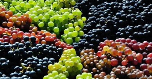 吃瓜小熊葡萄,吃瓜小熊的葡萄奇遇记