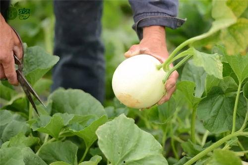 女孩获得吃瓜系统,吃瓜系统助力解锁美食世界