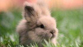 吃瓜找小兔,揭秘趣味互动之旅