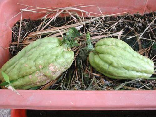 好看的吃瓜视频