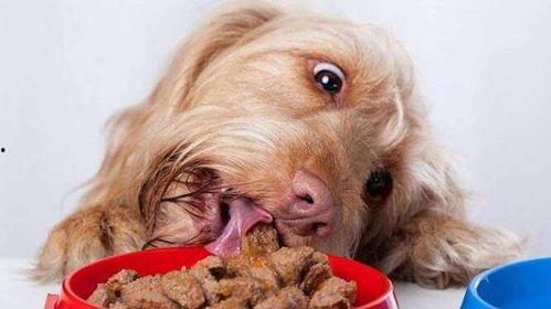 狗子瘸腿吃瓜,趣味横生的治愈瞬间
