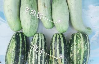 网红吃瓜附视频,揭秘娱乐圈幕后真相