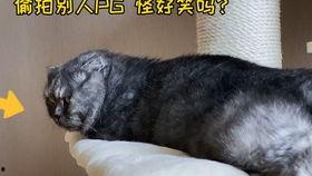 猫吃瓜图片大全,猫咪吃瓜瞬间大盘点